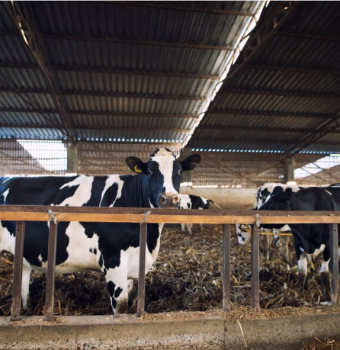 cow